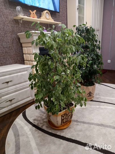 Фикус бенджамина