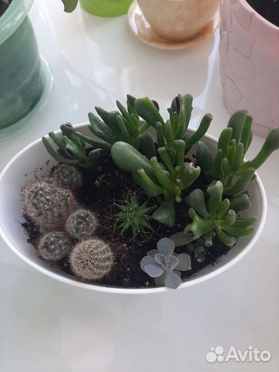 Кактусы и суккуленты набор