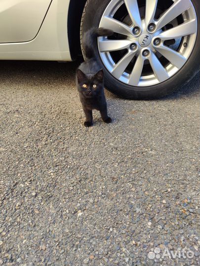 Кошка в добрые руки