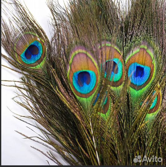 Перо Королевкого павлина,могу отправить Сдек