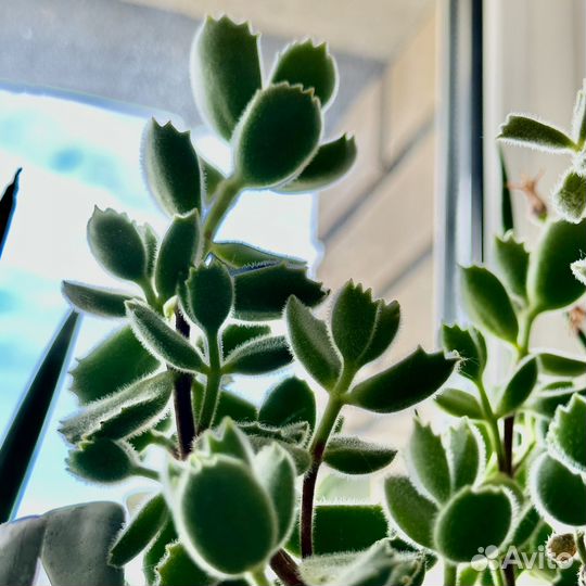 Суккуленты ч.3