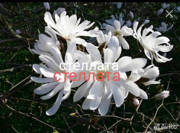 Магнолия