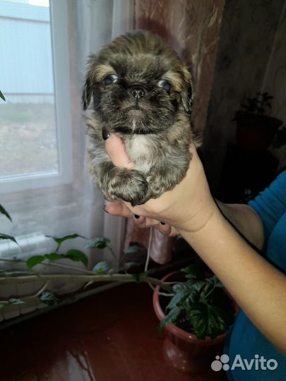 Щенки пекинеса