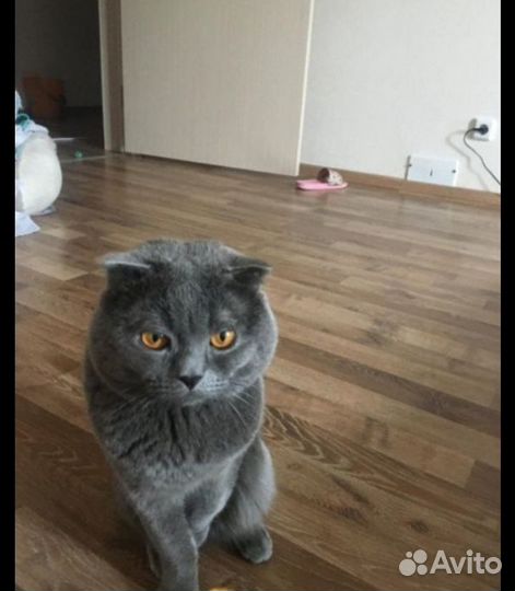 Котенок