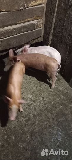 Поросята 50 % петрен макстер