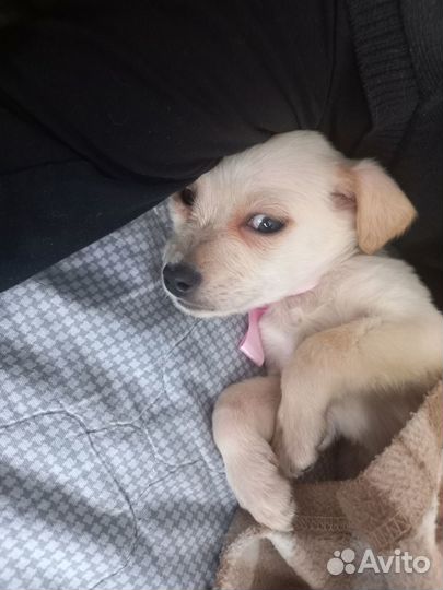 Отдаём щенков