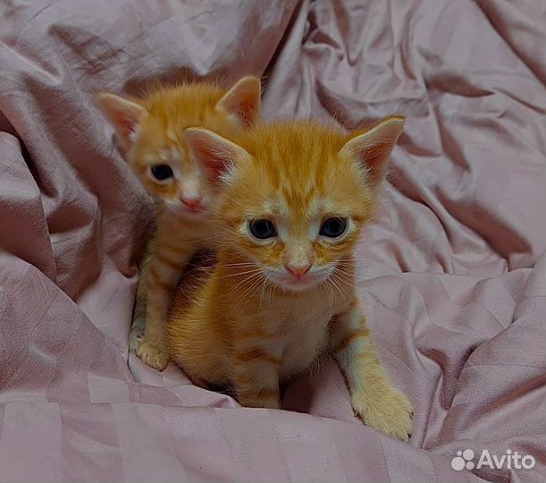 Рыжий котенок мальчик