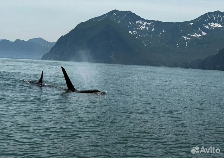 Турпоездка Камчатка экскурсии от 5 - 9 дн