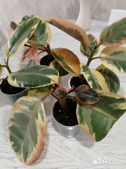 Фикус эластика белиз