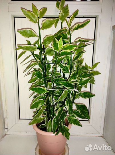 Педилантус и Ктенанта цветы