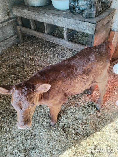 Продаётся тёлочка