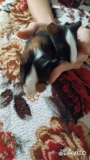 Морская свинка бесплатно