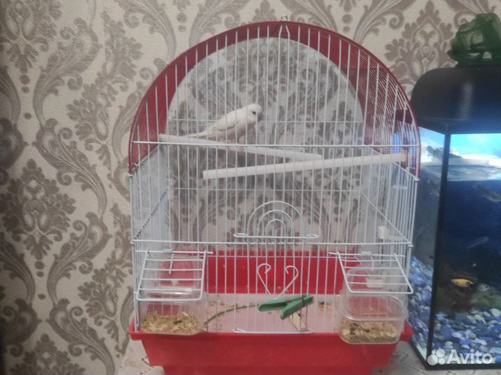 Попугай с клеткой