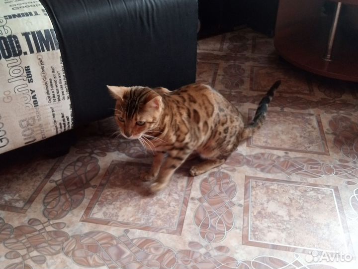 Бенгальская кошка