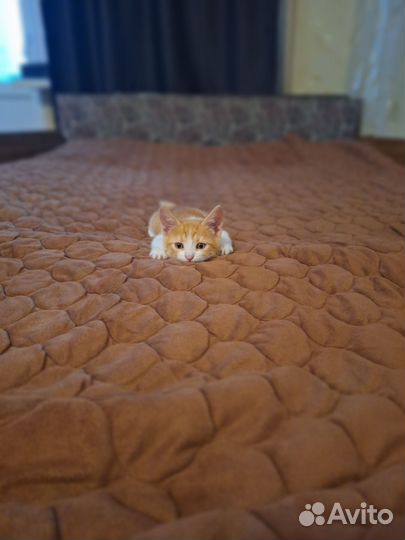 Котенок(Кот)домашний