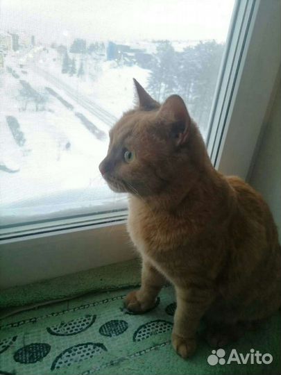Котик Рыжий