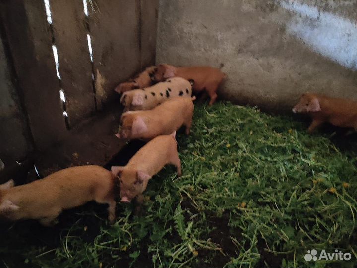 Продаю поросят 8 недель