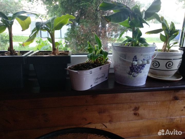 Банановое дерево