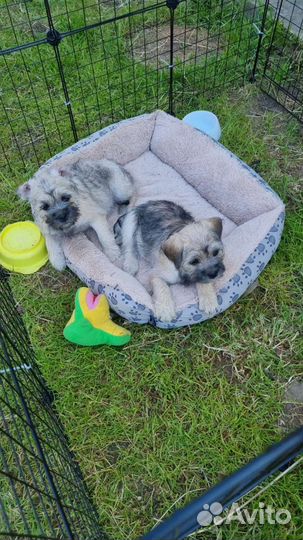 Одам в добрые руки