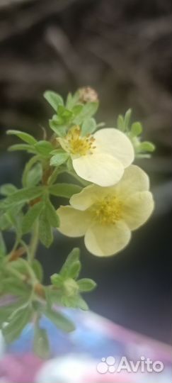 Лапчатка Дэйдаун