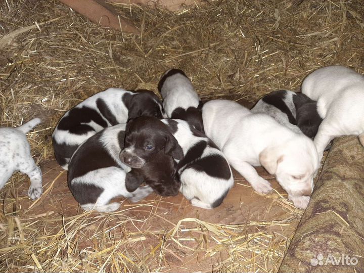 Щенки курцхаара