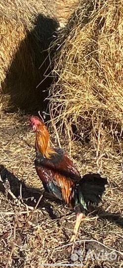 Бойцовый петух