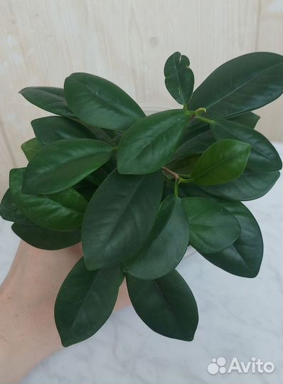 Фикус Мокламе