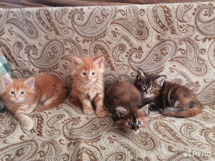 Мейн-кун котята