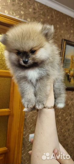 Щенок шпиц мини