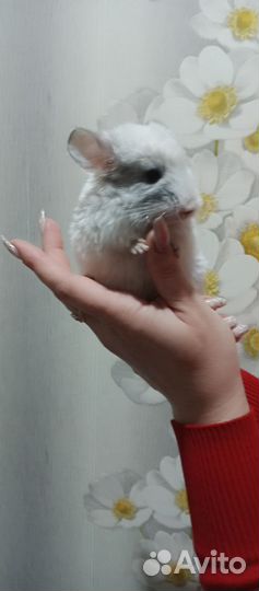 Шиншиллы(хороший подарок )