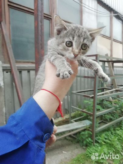 Котята смертники с завода, помогите спасти