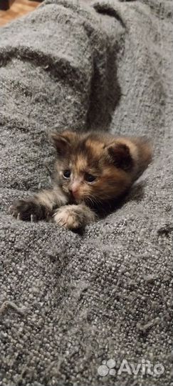 Котенок в дар бесплатно