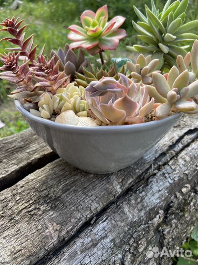 Композиция из суккулентов