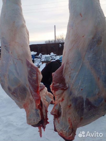 Мясо говядина. Свинина. Баранина. Конина