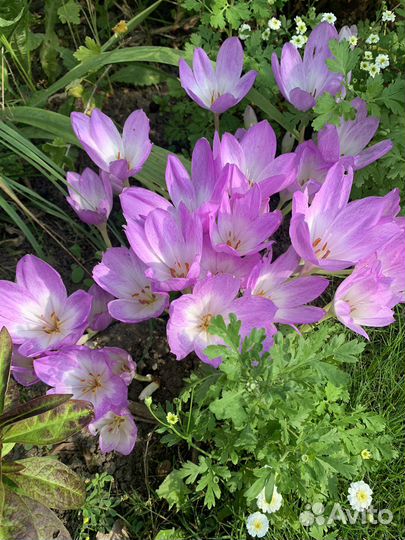 Безвременник (колхикум)