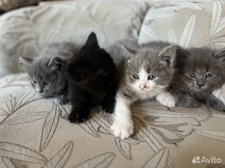 Котята от Британской кошки