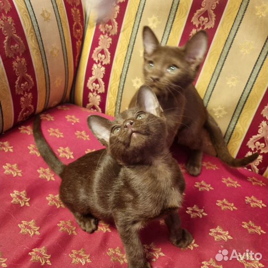 Ориентальные котята