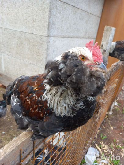 Петухи Фавероль