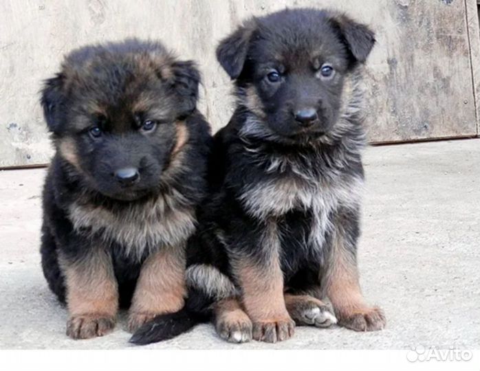 Щенки овчарки