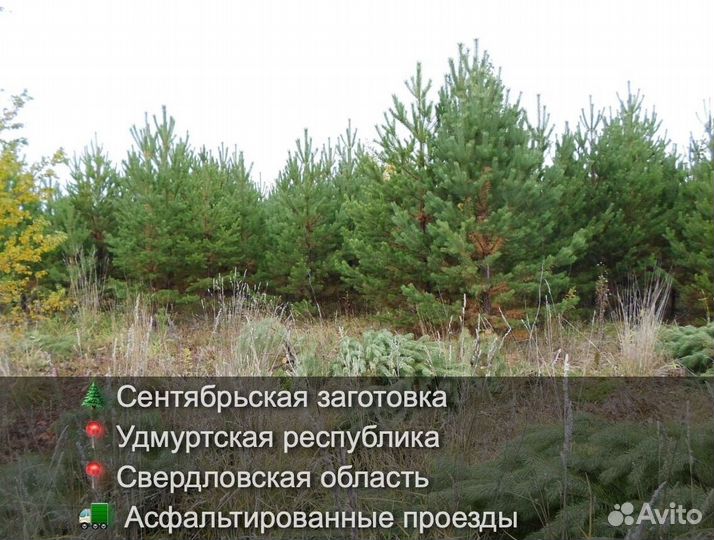 Сосна сентябрьская пушистая опт