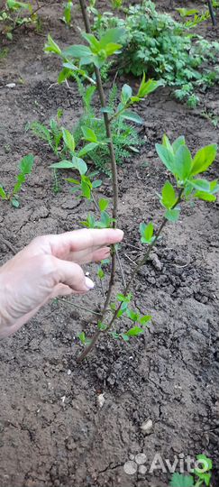 Слива, чёрная малина