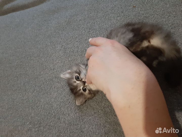 Кошечка в добрые ручки