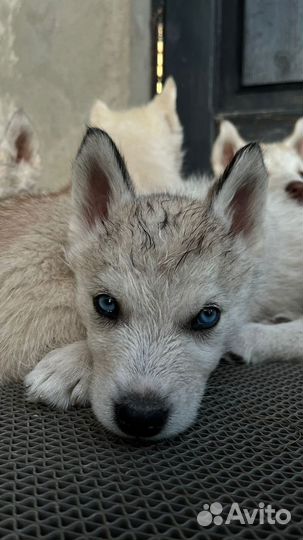 Сибирский хаски