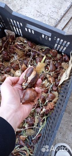 Луковицы Тюльпанов пионовидные, бахромчатые