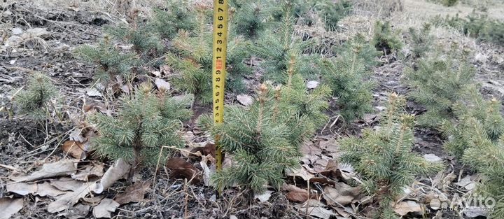 Саженцы ель голубая Misty Blue