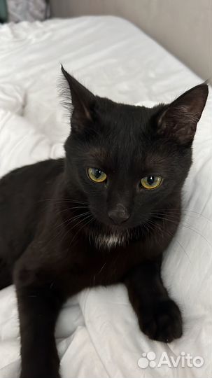 Отдам котика в добрые руки