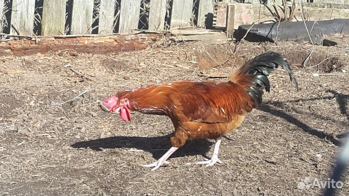 Продам молодых петухов