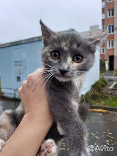 Котёнок девочка