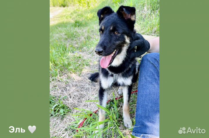 Небольшой молодой пёс Эль из приюта