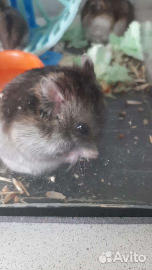 Джунгарский хомяк бесплатно